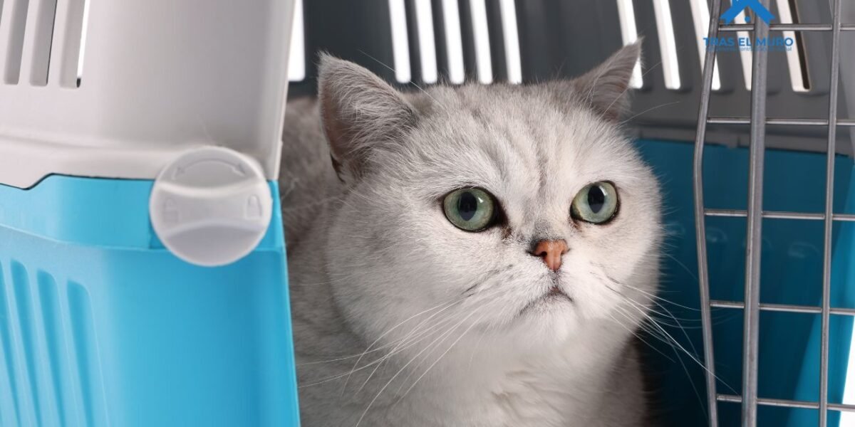 Si sospechas que un vecino se llevó tu mascota Puede solicitar la restitución del animal como parte de la denuncia.