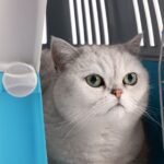 Si sospechas que un vecino se llevó tu mascota Puede solicitar la restitución del animal como parte de la denuncia.