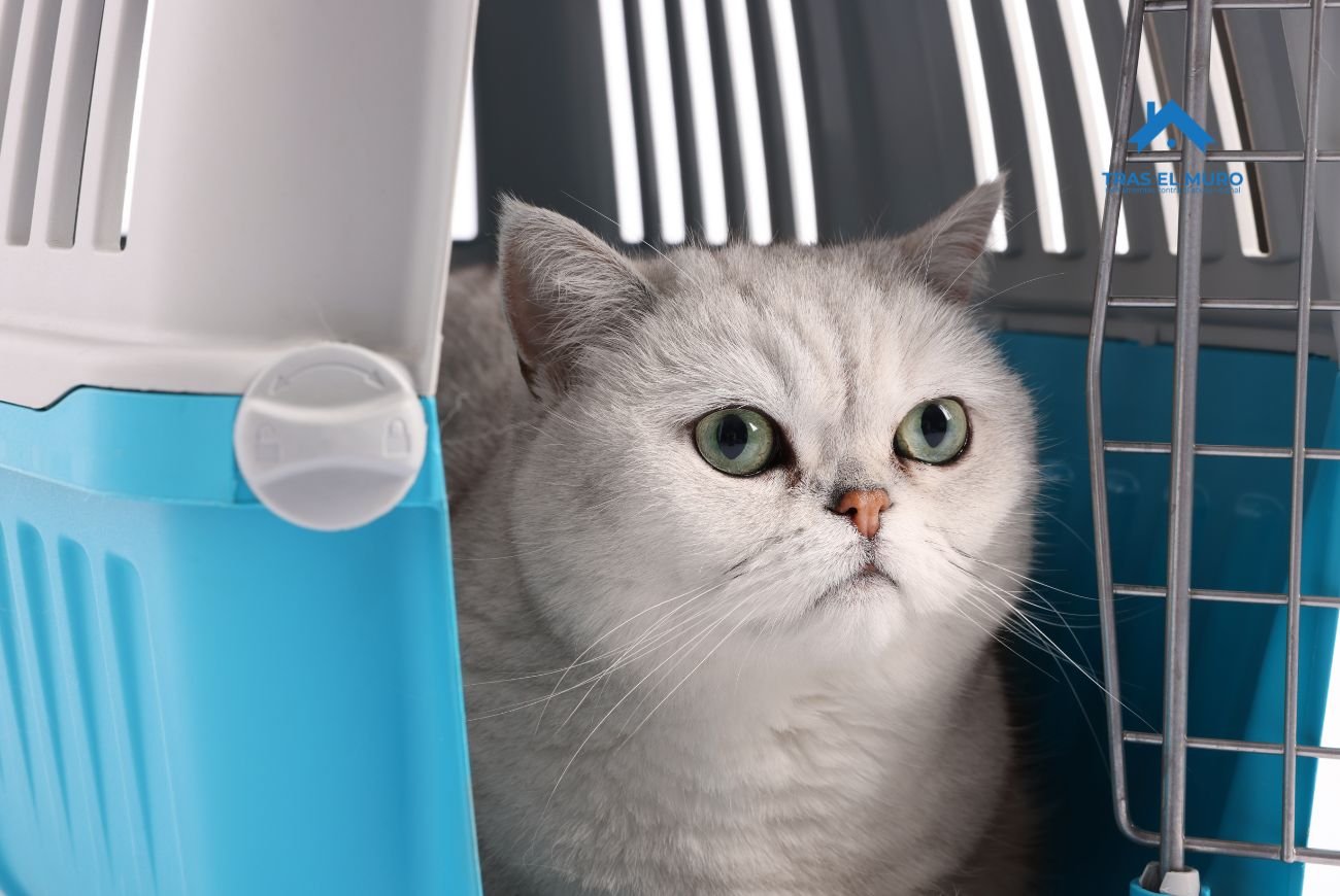 Si sospechas que un vecino se llevó tu mascota Puede solicitar la restitución del animal como parte de la denuncia.