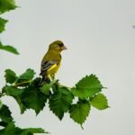 El canto que cruzó el balcón 18 2