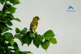 El canto que cruzó el balcón 18 2